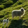 Frammistovugarður: Traditional Faroese "Nátturði" - Image 13